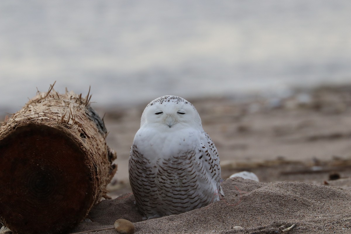 Snowy Owl - ML79122981