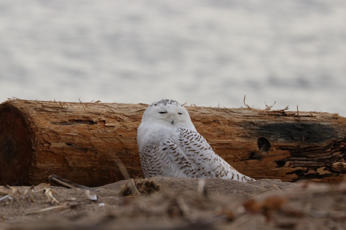 Snowy Owl - ML79122991