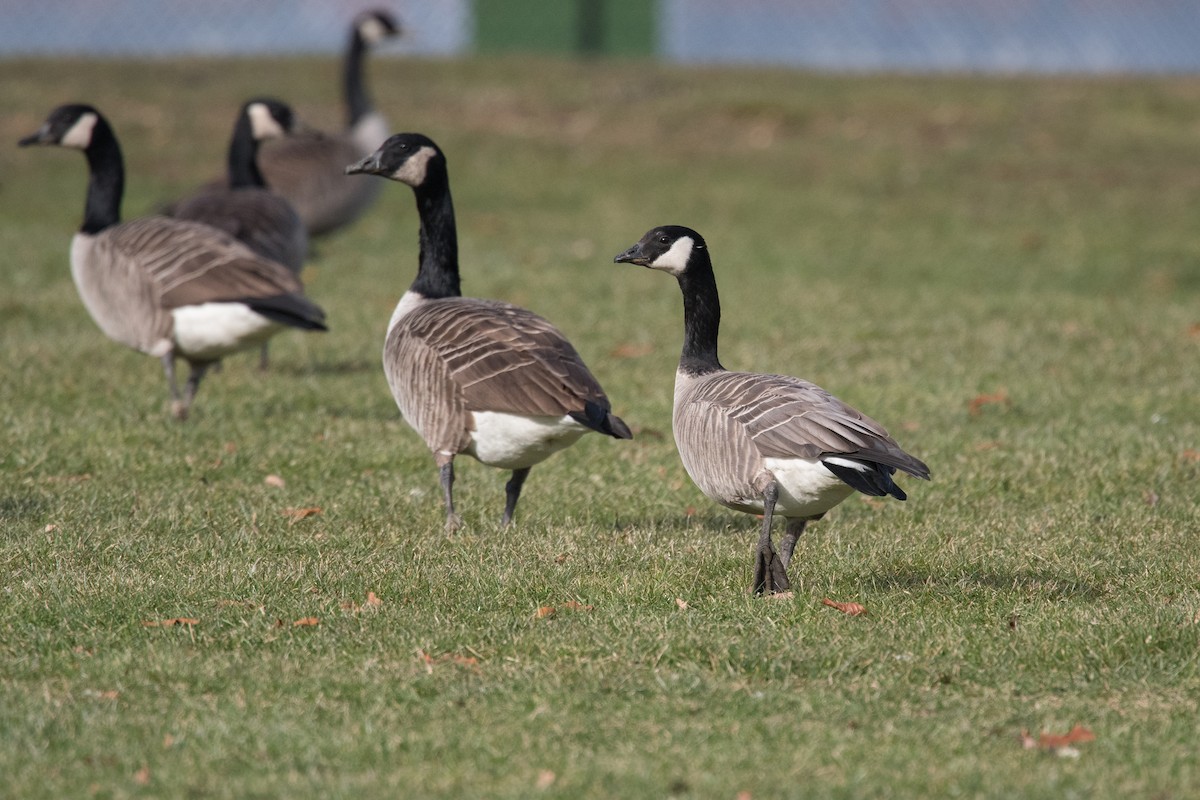 Cackling Goose - Derek Rogers