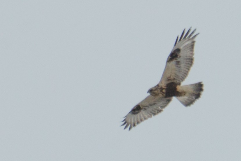 Rough-legged Hawk - ML79125811