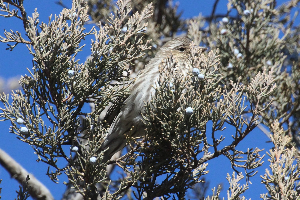 Cassin's Finch - Kathy Mihm Dunning