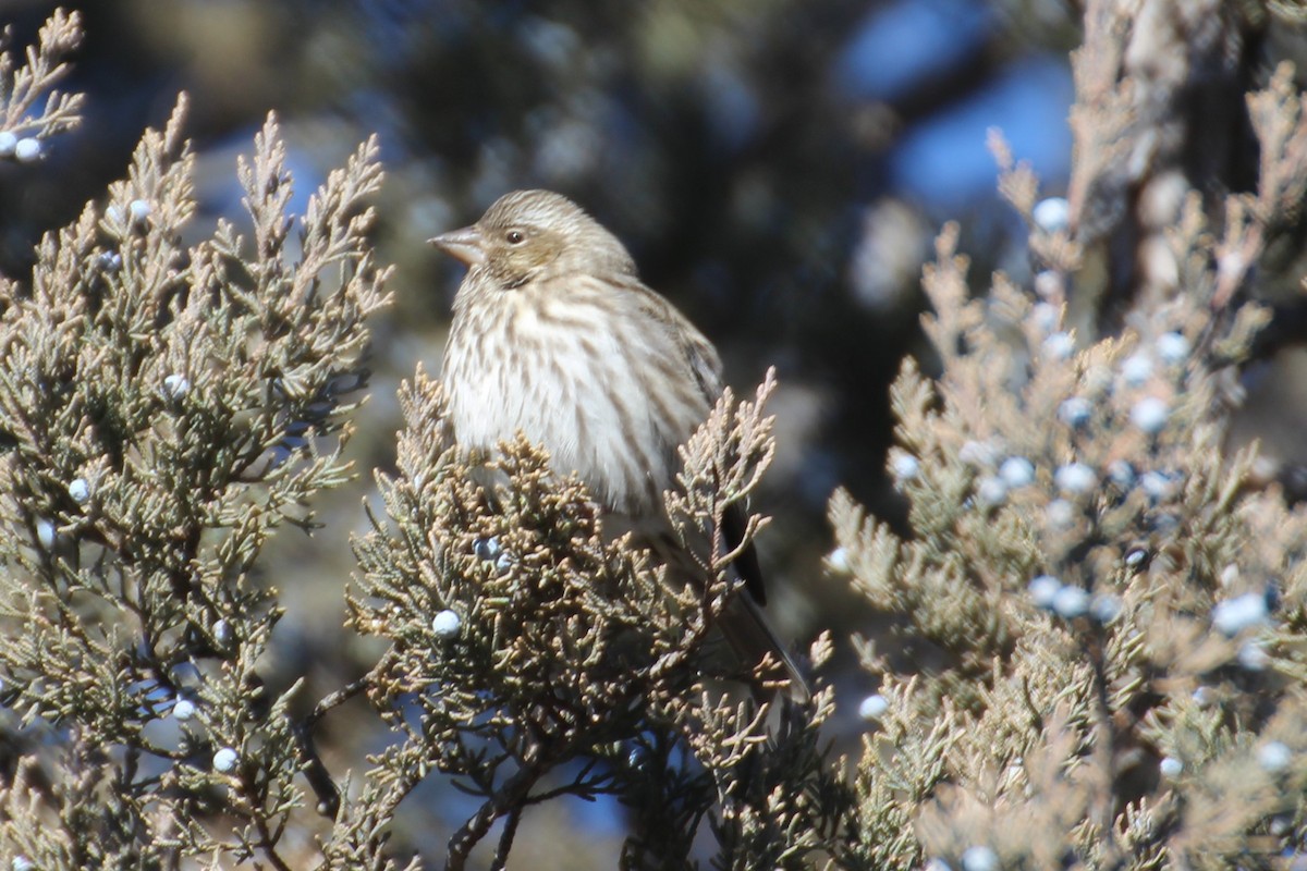 Cassin's Finch - ML79127991