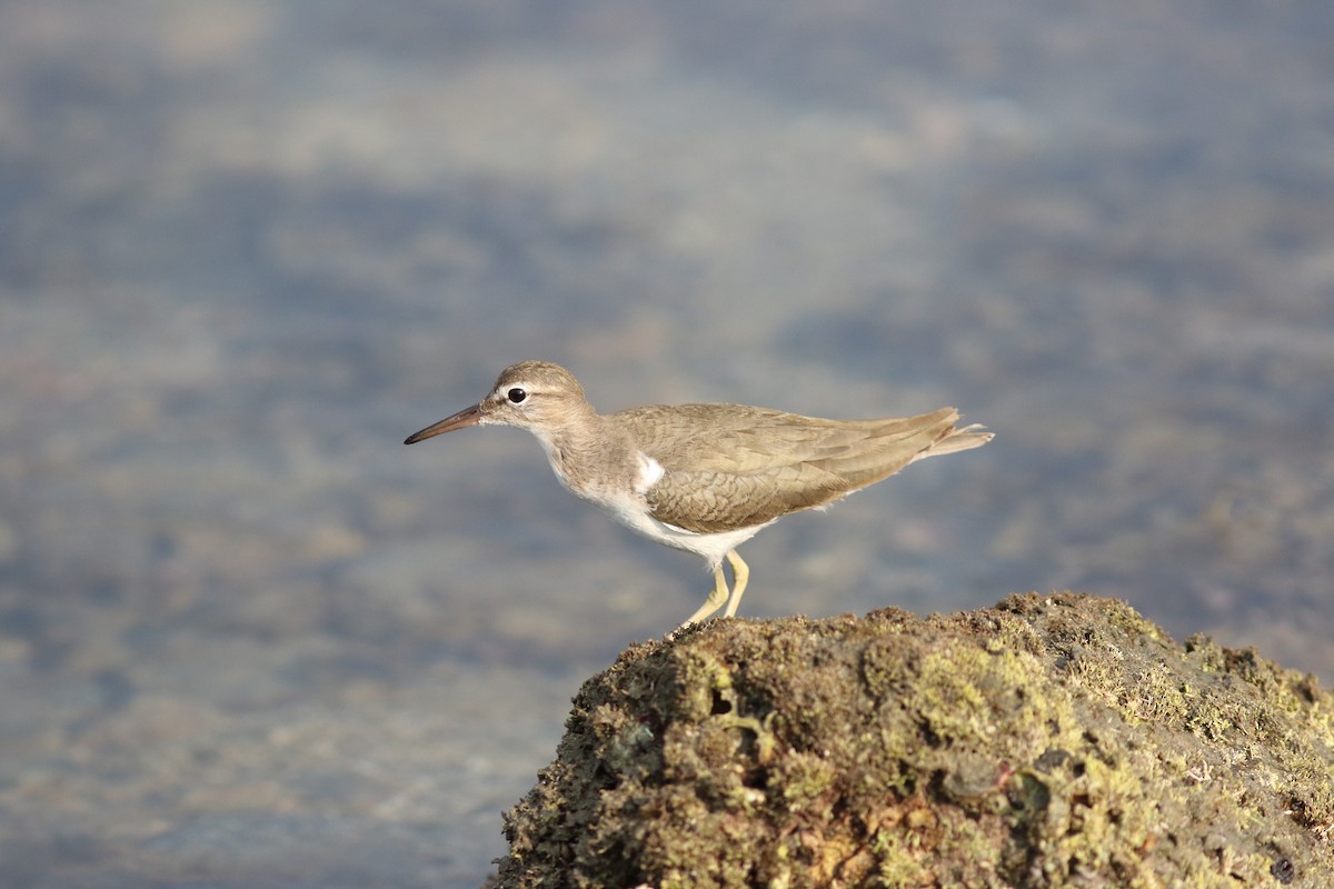 Spotted Sandpiper - Mark Patry
