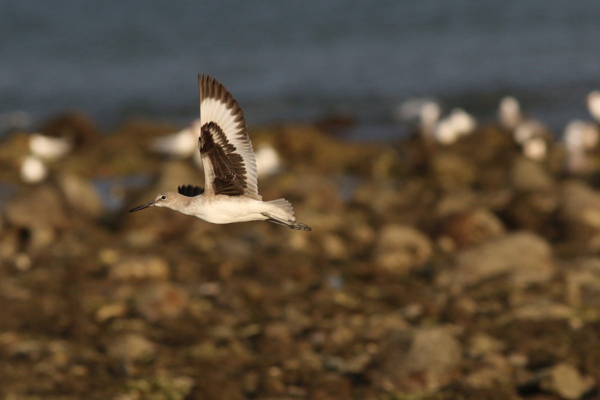 Willet - Mark Patry