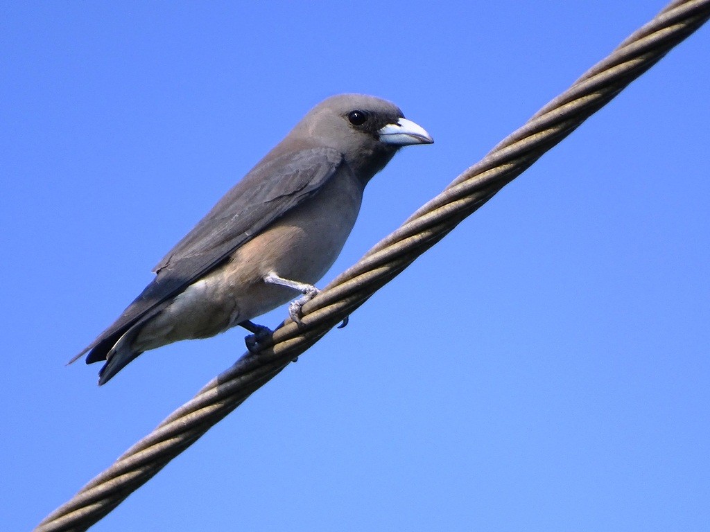 Ashy Woodswallow - Sreekumar Chirukandoth