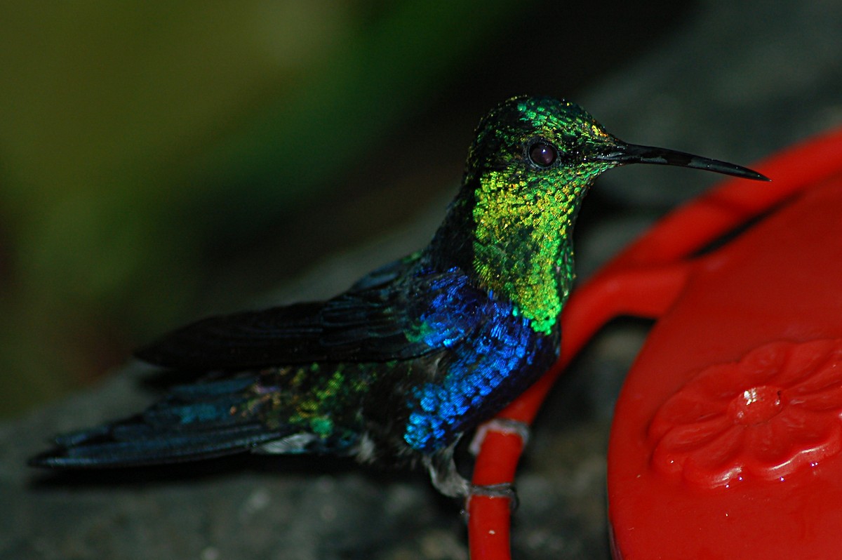 kolibřík vidloocasý [skupina fannyae]/(ssp. hypochlora) - ML79131591