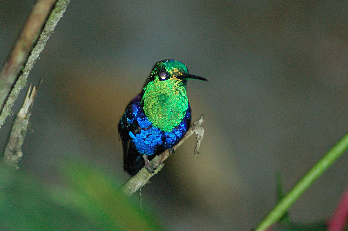 kolibřík vidloocasý [skupina fannyae]/(ssp. hypochlora) - ML79131611