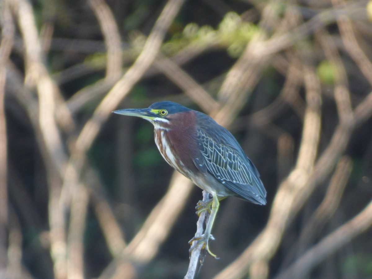 Green Heron - ML79132841