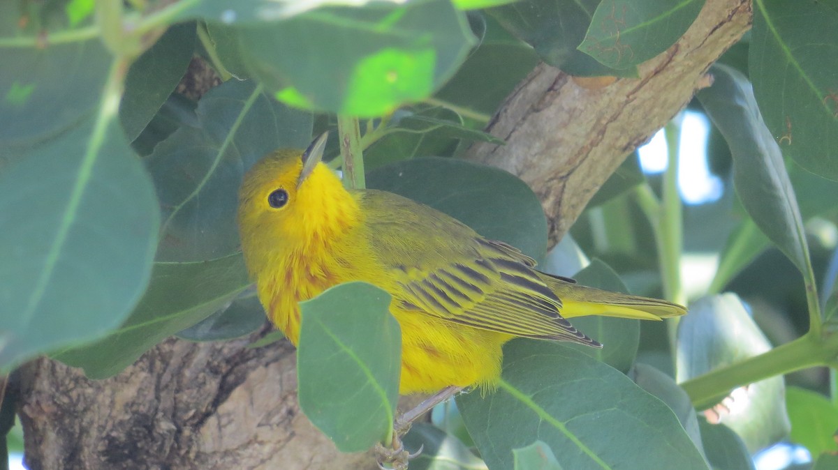 Yellow Warbler - ML79135021
