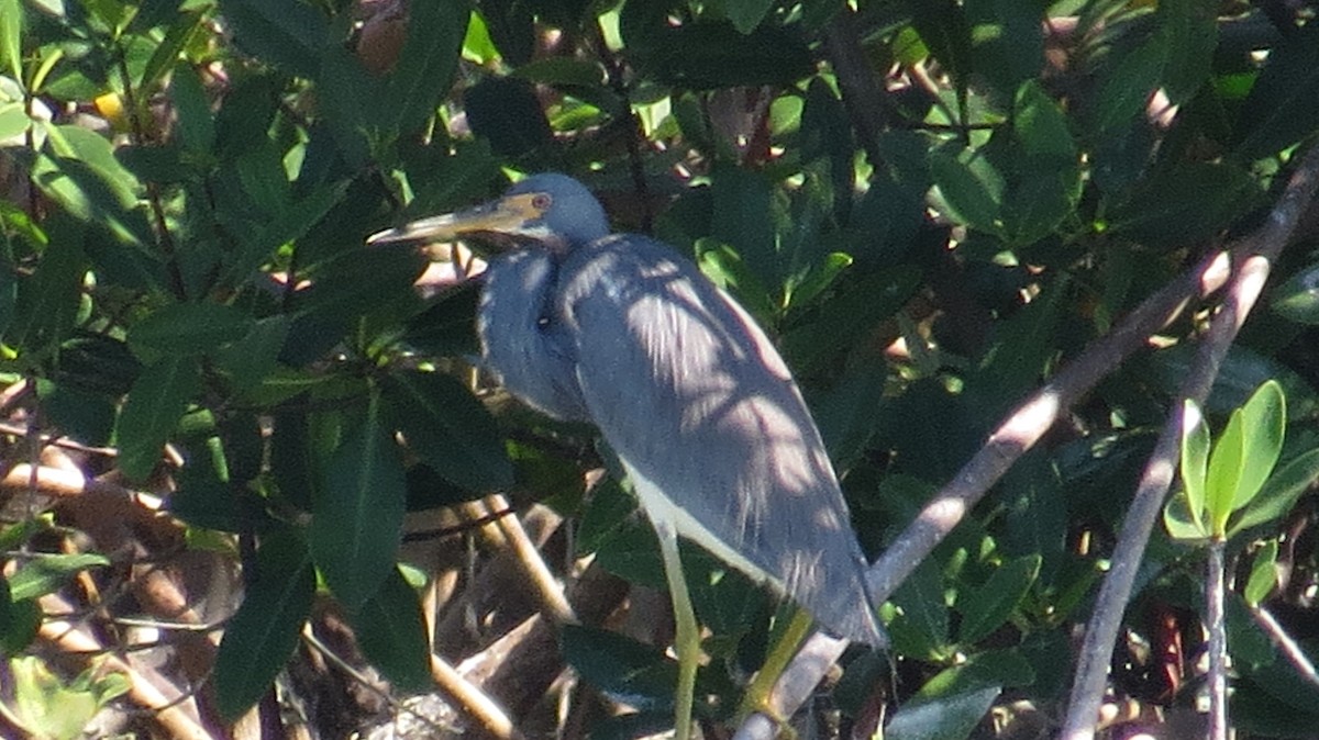 Tricolored Heron - ML79135031