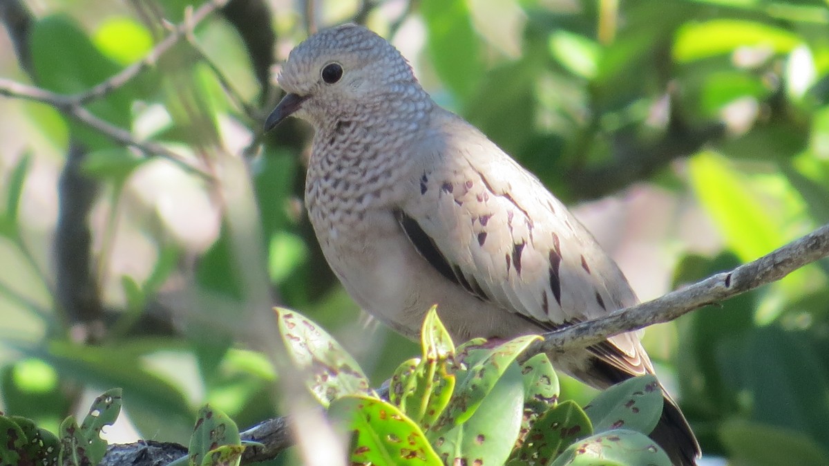 Common Ground Dove - ML79135111