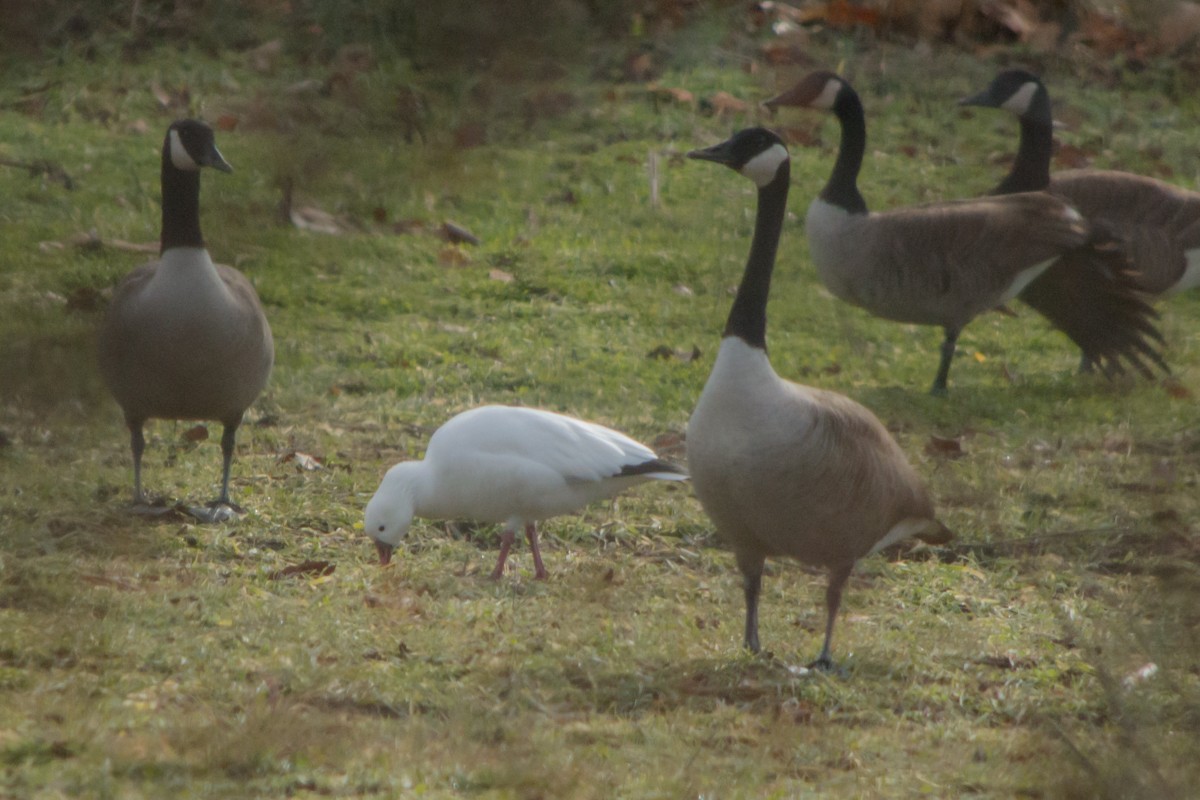 Ross's Goose - ML79135171