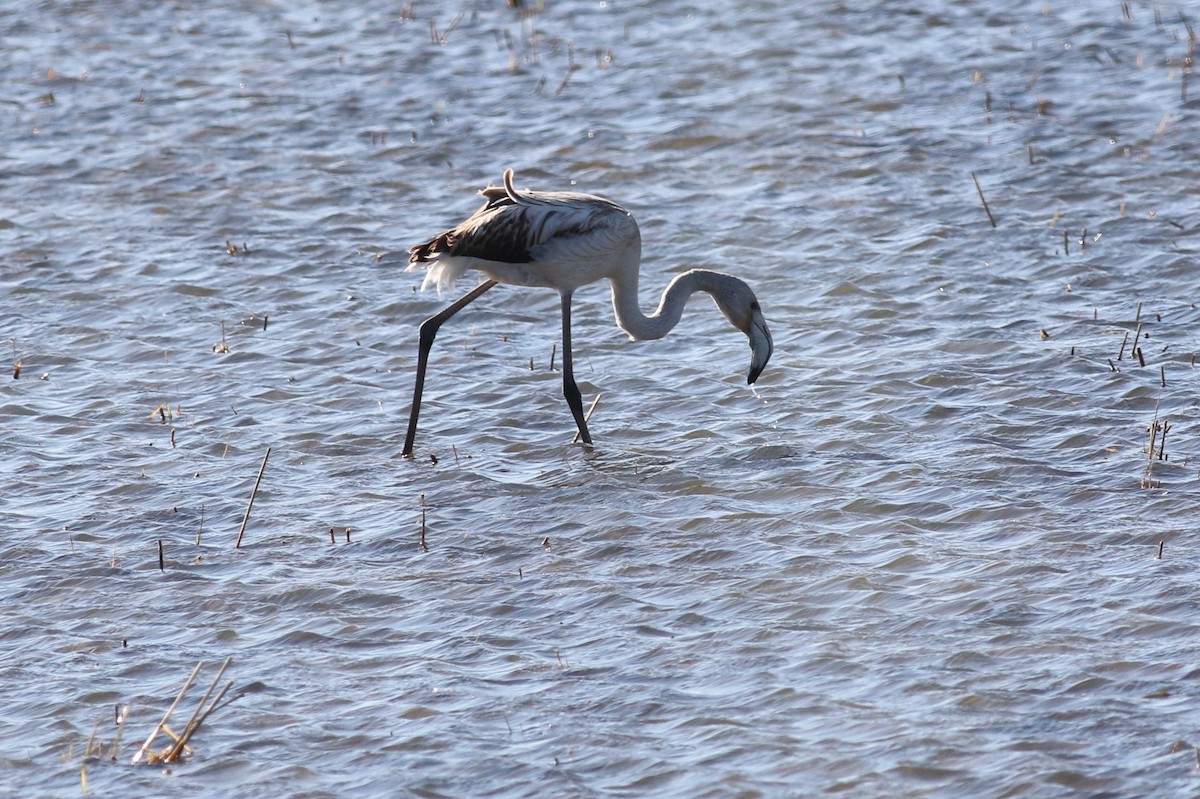 Greater Flamingo - ML79136091