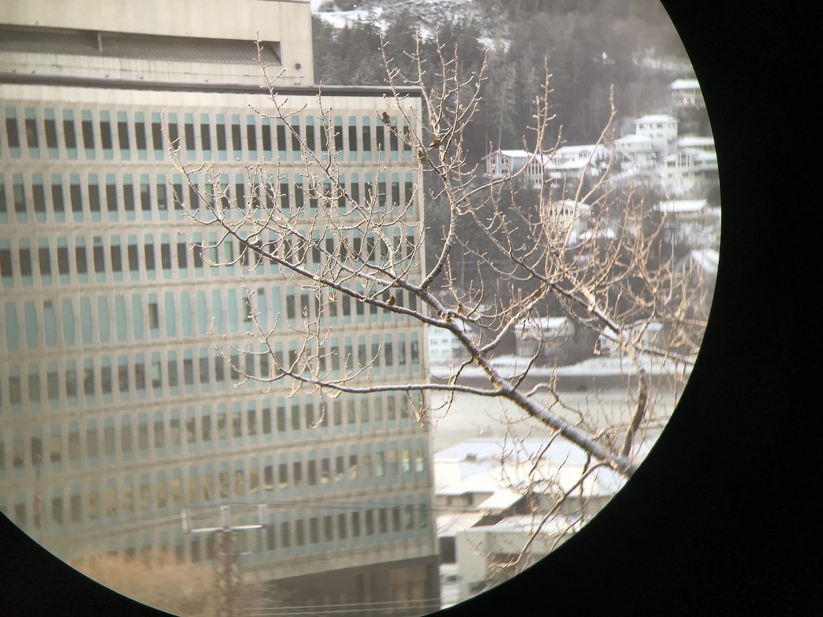 Evening Grosbeak - ML79136721