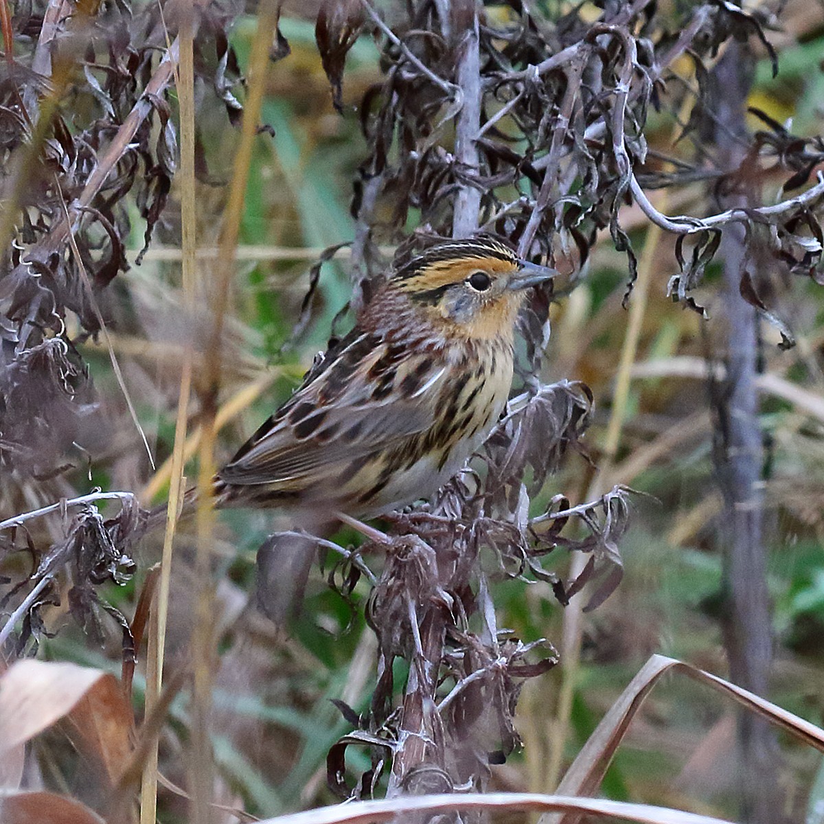 LeConte's Sparrow - Dan Vickers