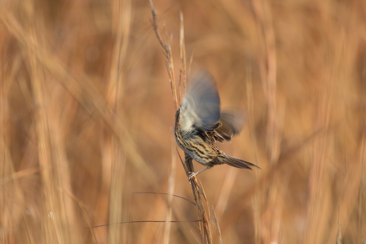LeConte's Sparrow - ML79139221