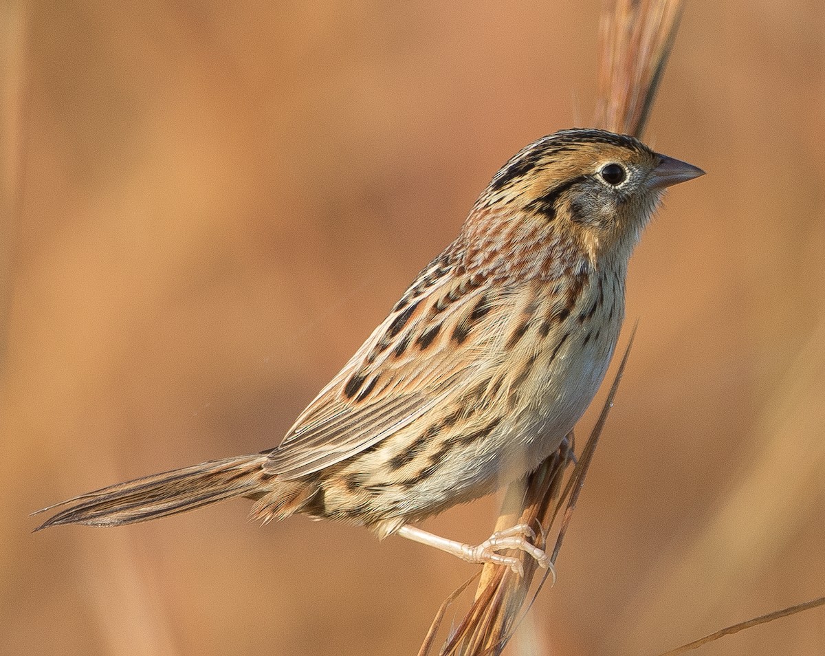 LeConte's Sparrow - ML79139231