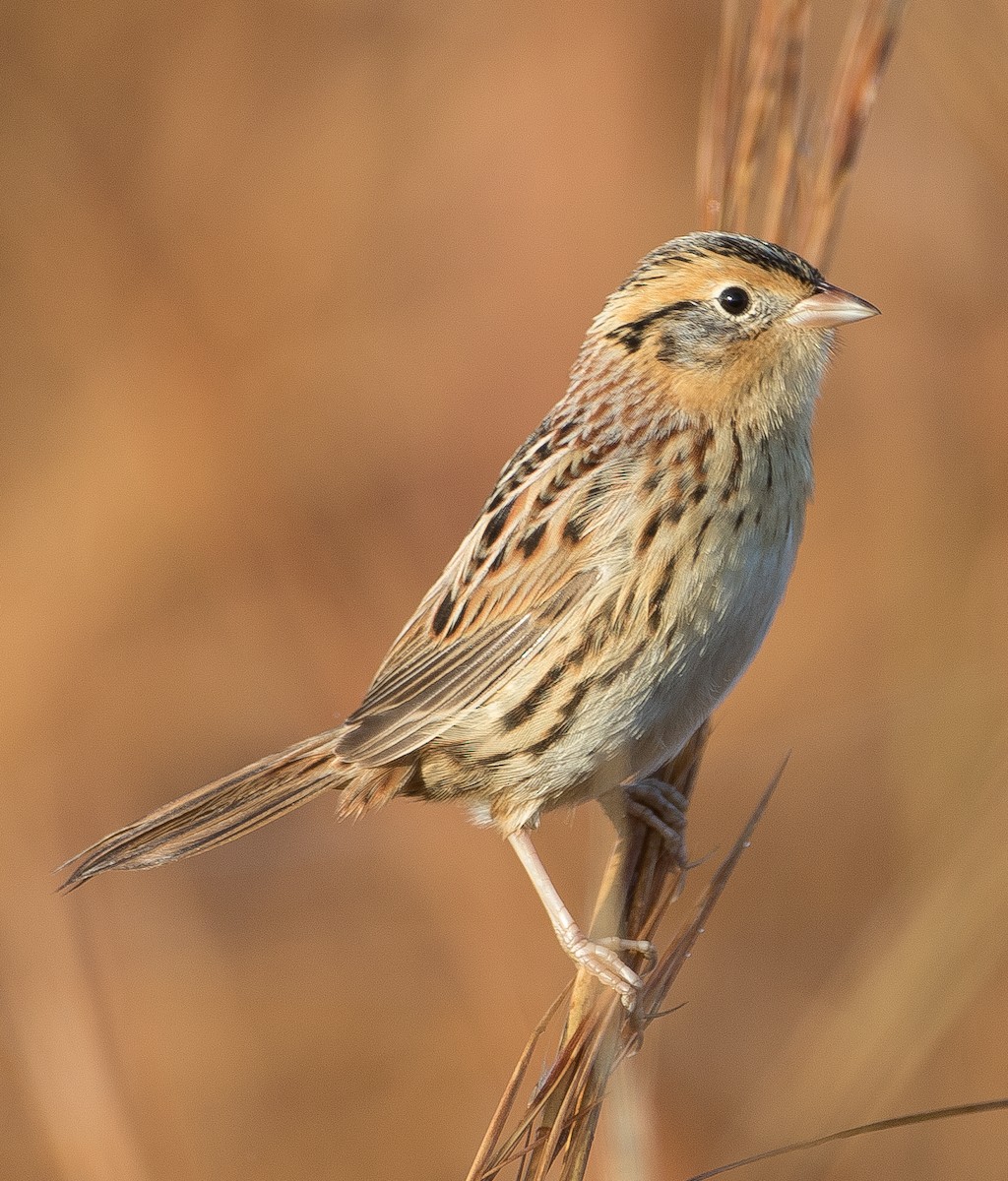 LeConte's Sparrow - ML79139241