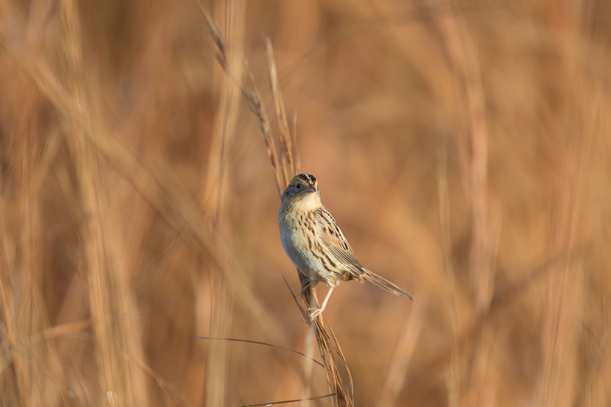 LeConte's Sparrow - ML79139261