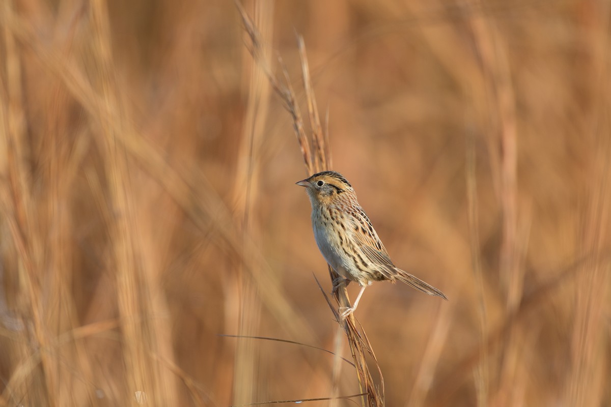 LeConte's Sparrow - Sig Olsen