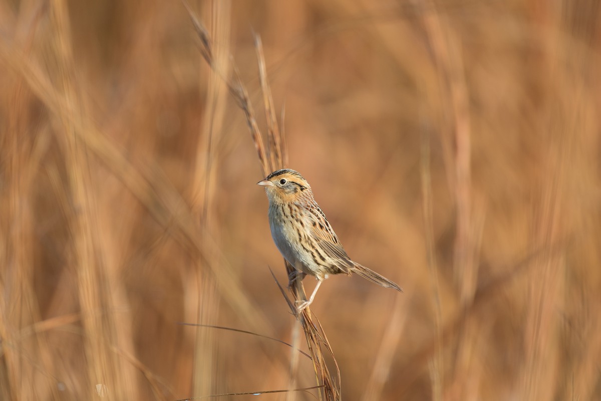 LeConte's Sparrow - ML79139291