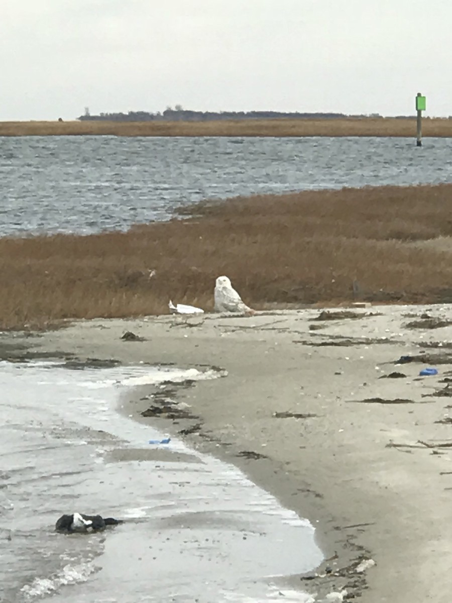 Snowy Owl - ML79139911