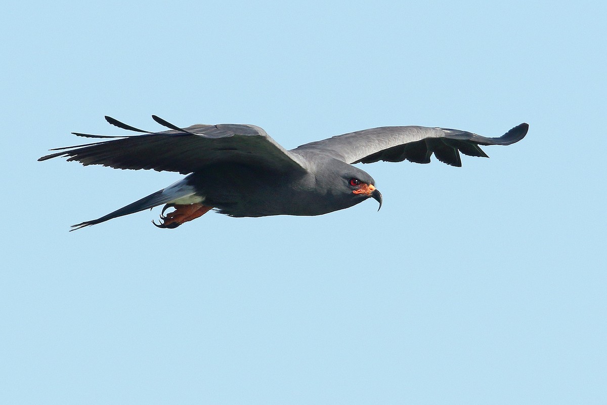 Snail Kite - ML79142041