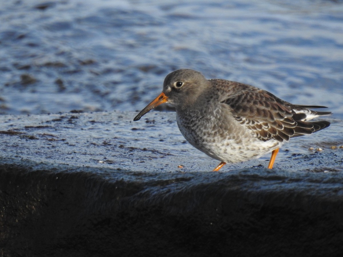 Purple Sandpiper - Fred MacKenzie
