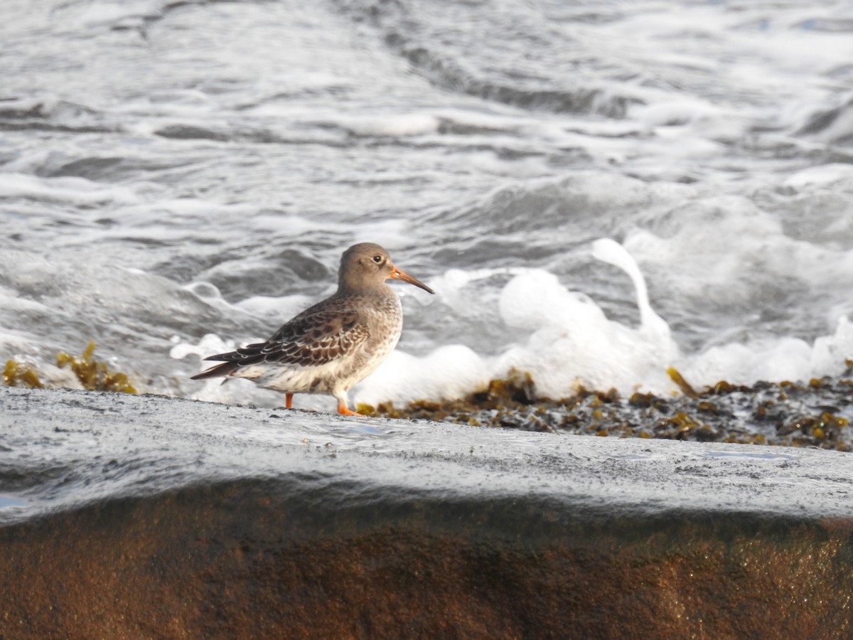 Purple Sandpiper - ML79142061