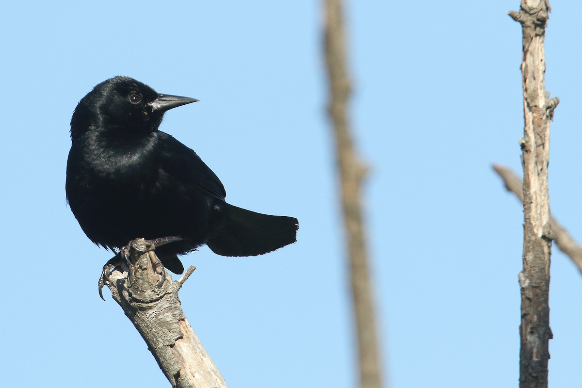 Unicolored Blackbird - Martjan Lammertink