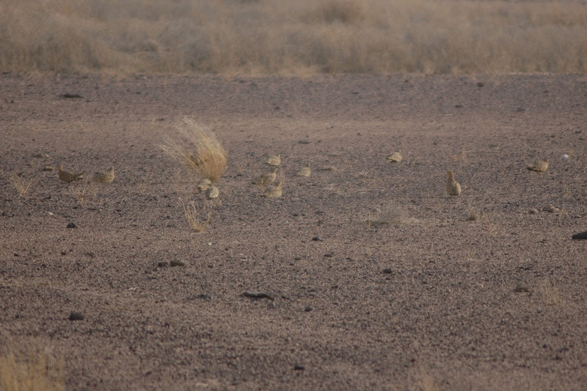 Chestnut-bellied Sandgrouse - ML79142121