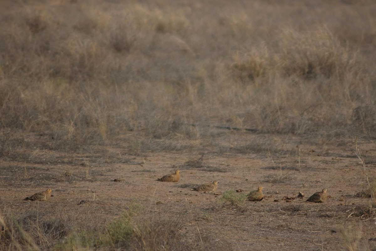 Chestnut-bellied Sandgrouse - ML79142141