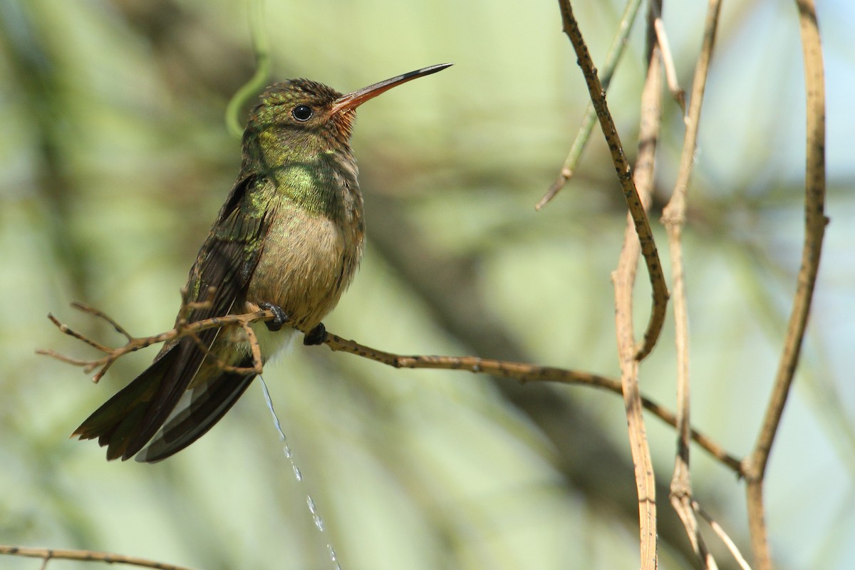 Gilded Hummingbird - ML79142201