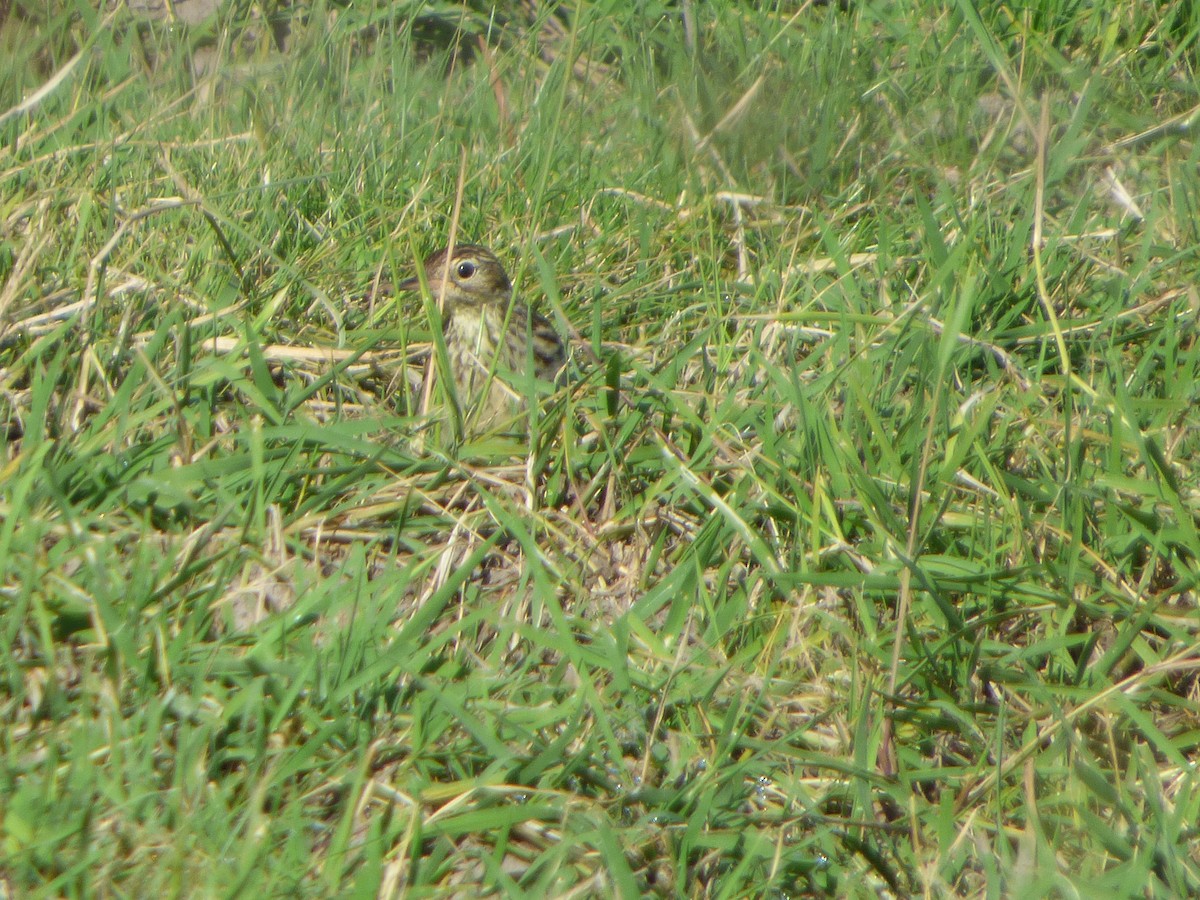 Yellowish Pipit - ML79142371