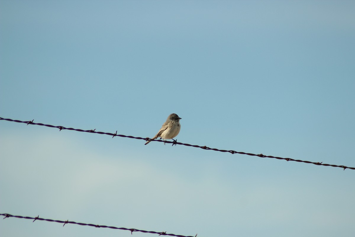 Sagebrush Sparrow - Krista Vossekuil