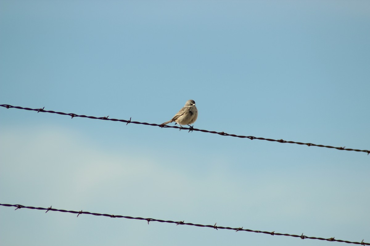 Sagebrush Sparrow - ML79143451