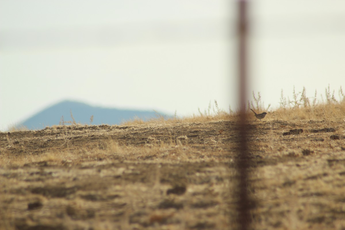 Sagebrush Sparrow - ML79143471