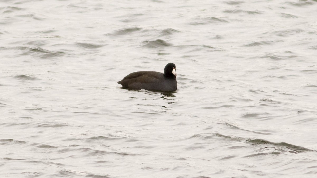 American Coot - ML79143901