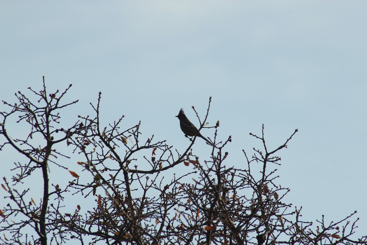 Phainopepla - Krista Vossekuil