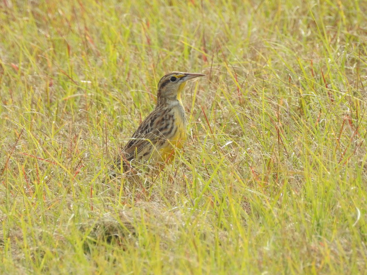 Eastern Meadowlark - ML79145631