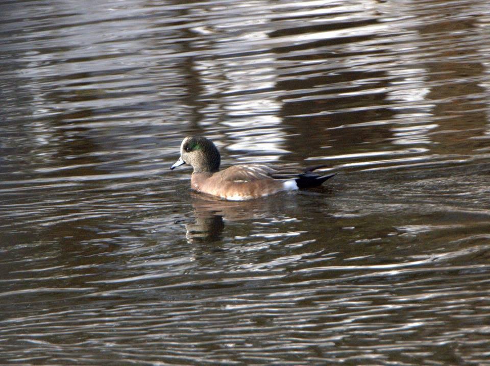 American Wigeon - ML79149021