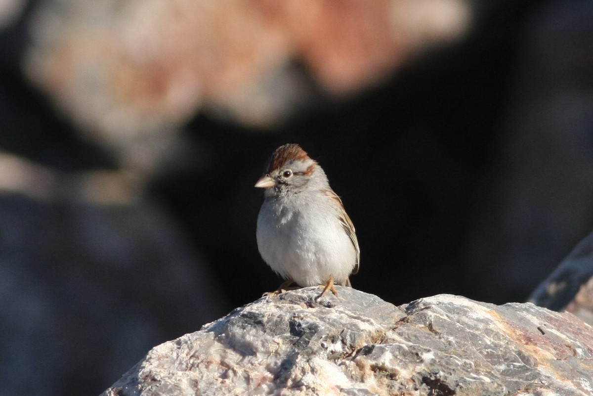 Rufous-winged Sparrow - ML79149711