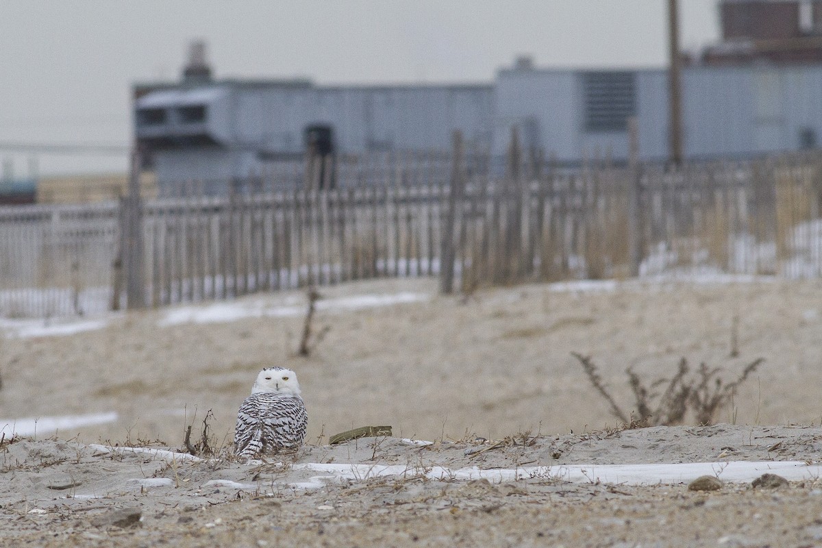 Snowy Owl - ML79150481