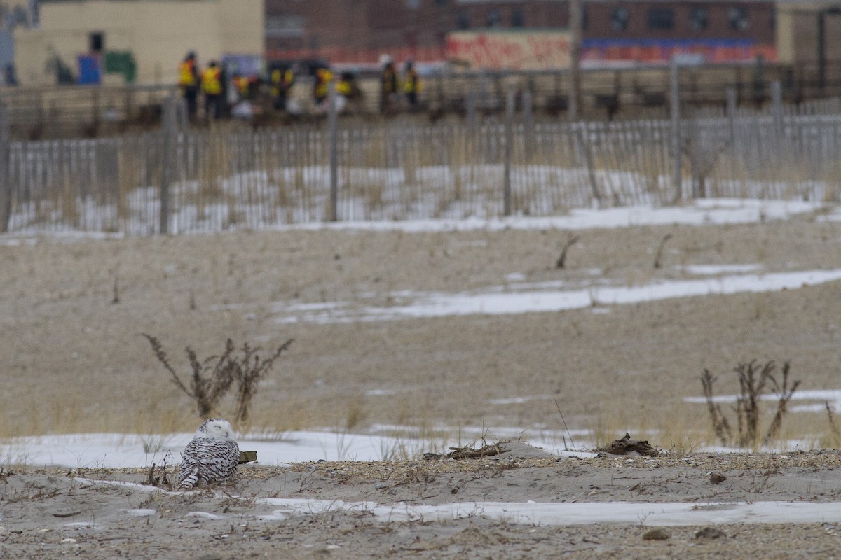 Snowy Owl - ML79150491