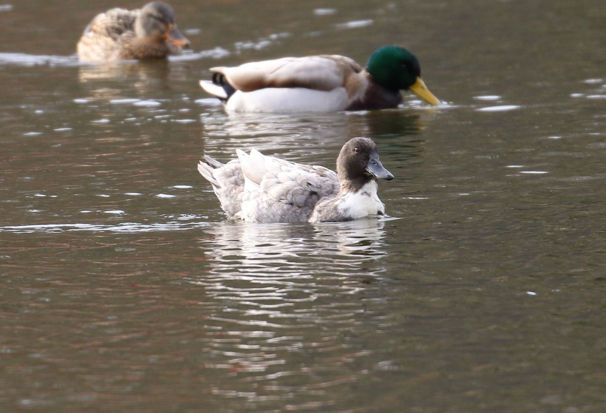 Mallard (Domestic type) - ML79151091
