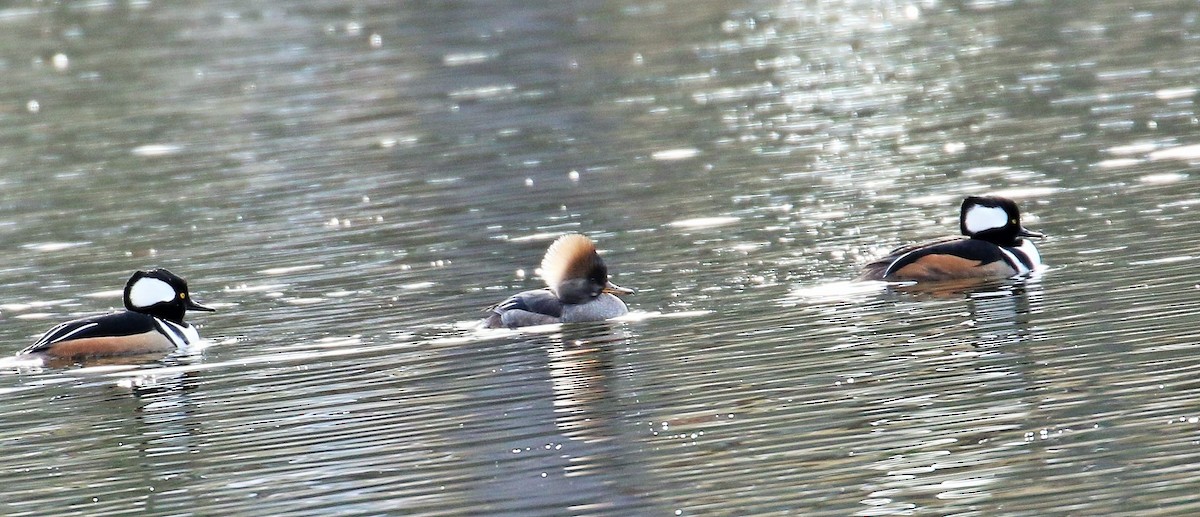 Hooded Merganser - ML79151541