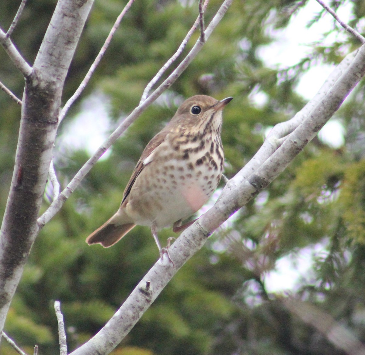 Hermit Thrush - ML79151921