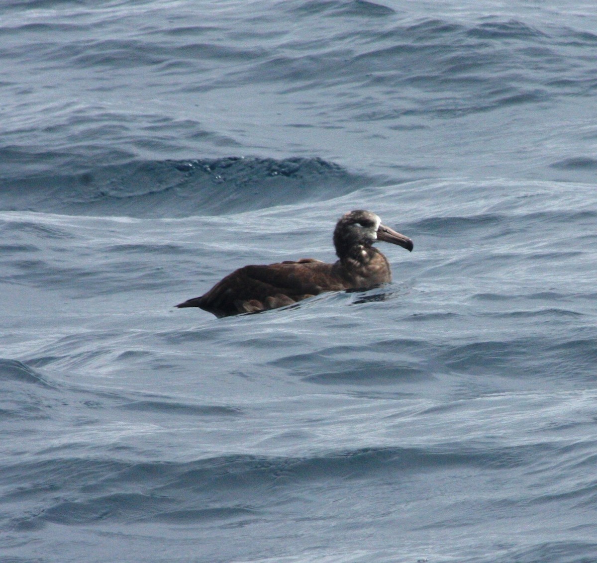 Albatros à pieds noirs - ML79152151