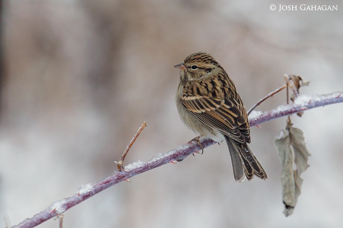 Chipping Sparrow - ML79153081