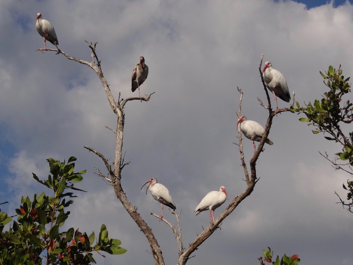 White Ibis - Jeffrey Roth